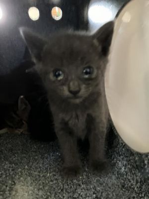 WINIFRED, Young Female Domestic Short Hair