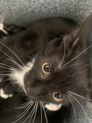 BRUCE, Young Female Domestic Short Hair