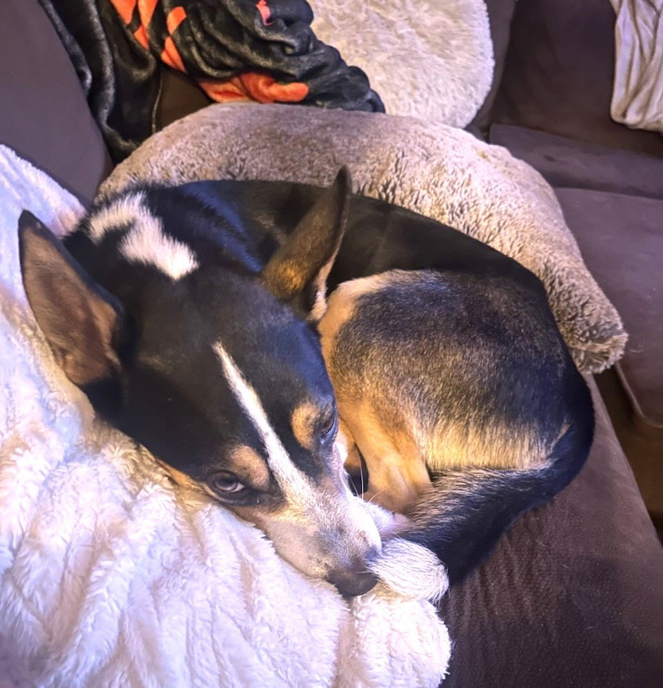 BUDDY