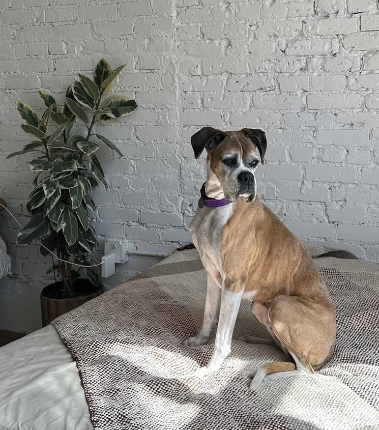 Nova