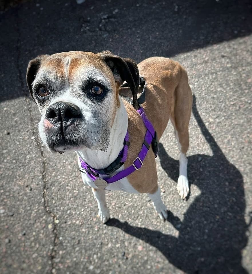Nova