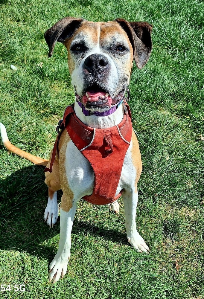 Nova