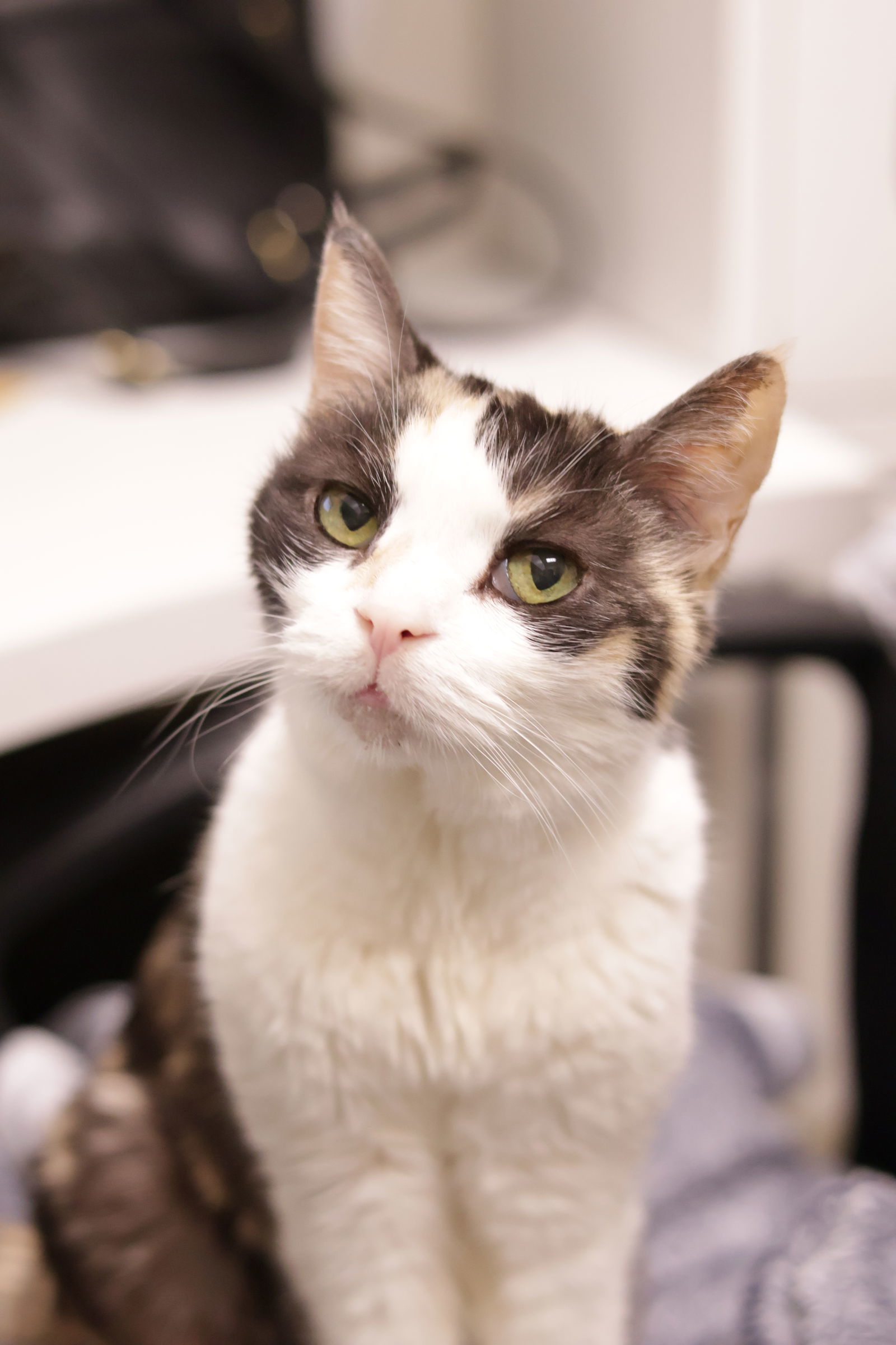 Contessa Kit Kat