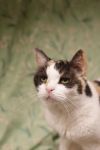 Contessa Kit Kat photo 2