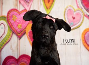 Houdini, Young Female unknown