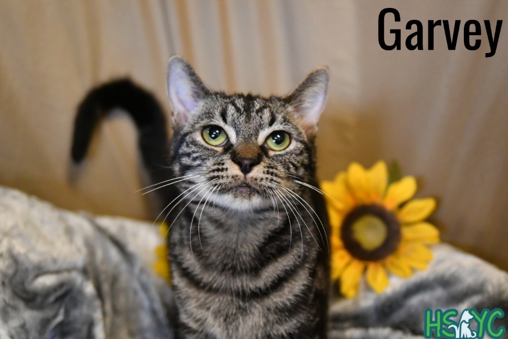 Garvey
