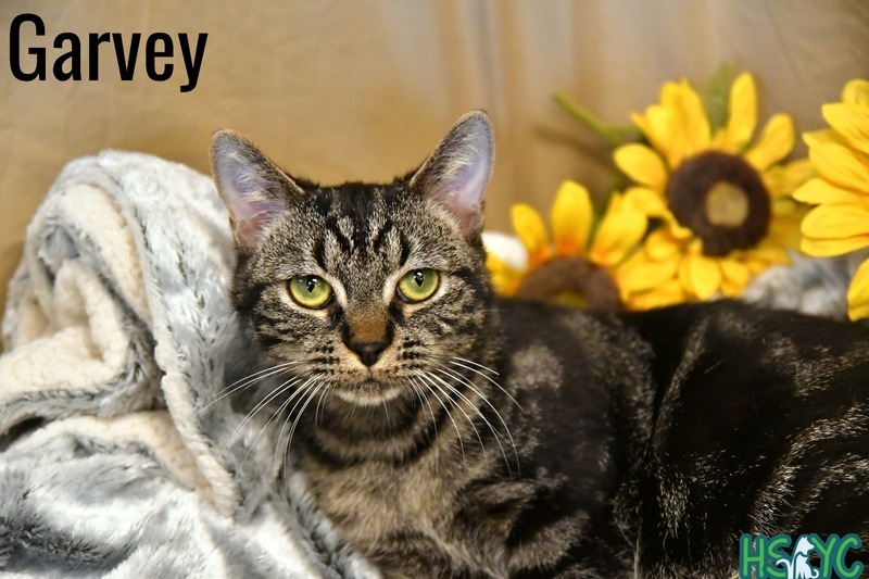 Garvey