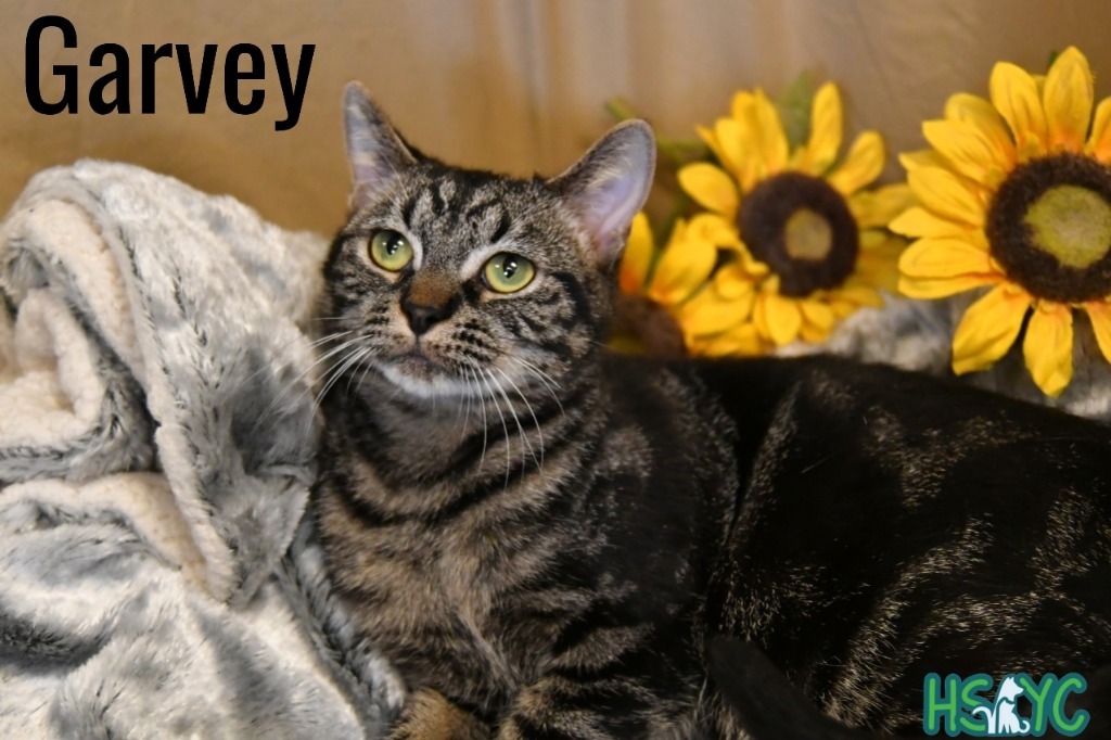Garvey