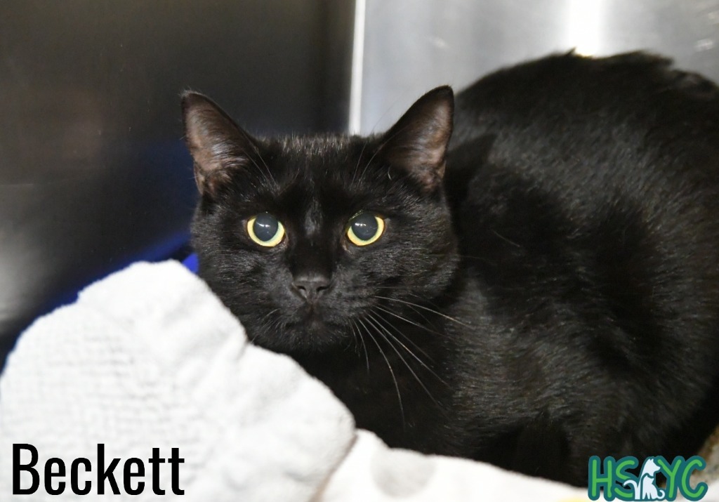 Beckett