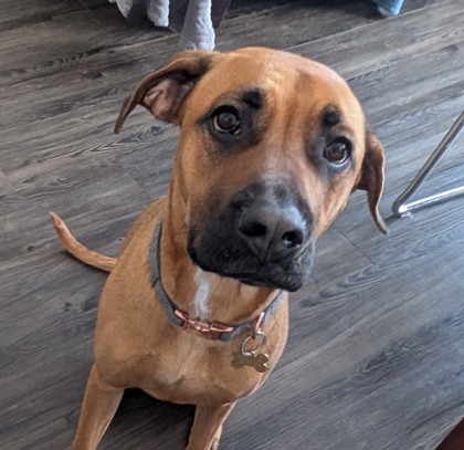 Zaya, an adoptable Mixed Breed in Montreal, QC, H4P 1X4 | Photo Image 1