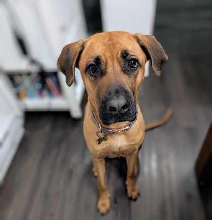 Zaya, an adoptable Mixed Breed in Montreal, QC, H4P 1X4 | Photo Image 2