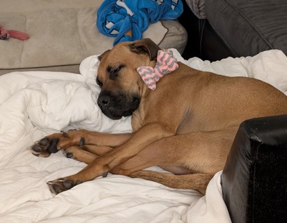 Zaya, an adoptable Mixed Breed in Montreal, QC, H4P 1X4 | Photo Image 3