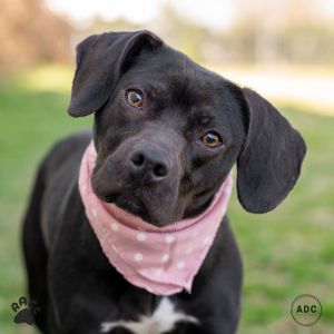 Bella Boo
