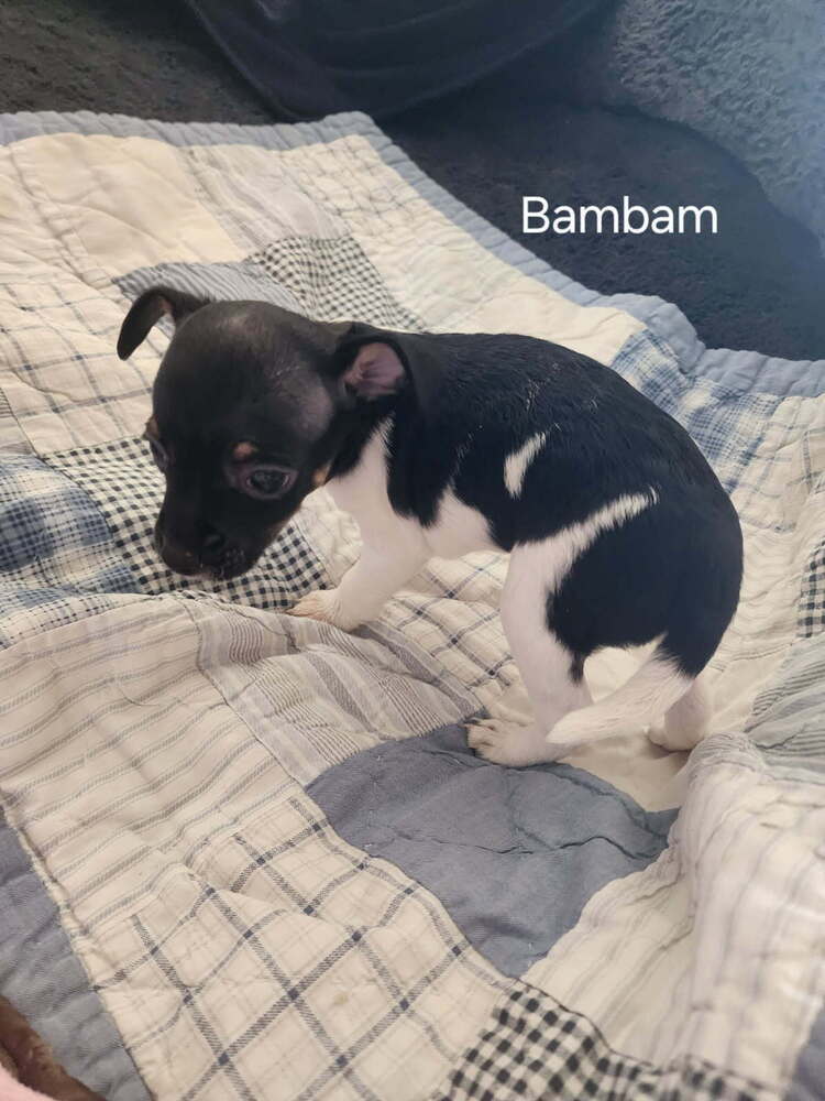 Bam bam