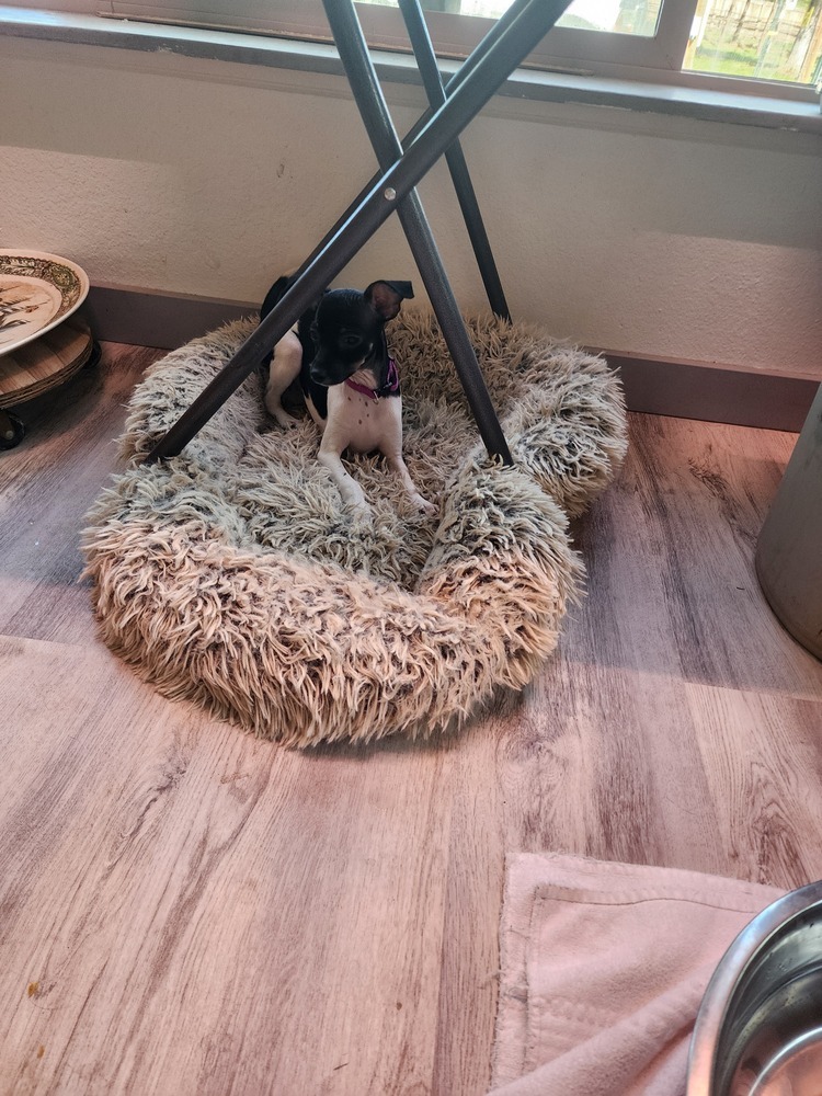 Bam bam, an adoptable Chihuahua in Bend, OR, 97701 | Photo Image 1