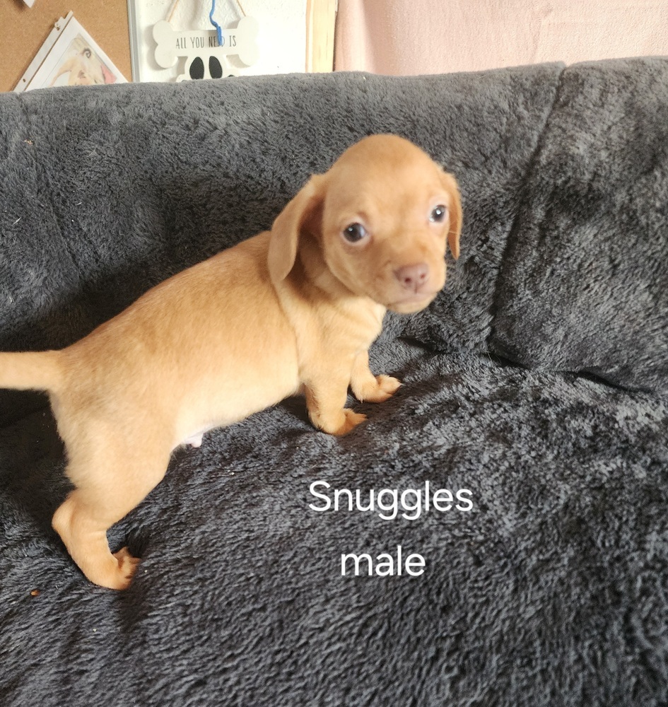 Snuggles 2