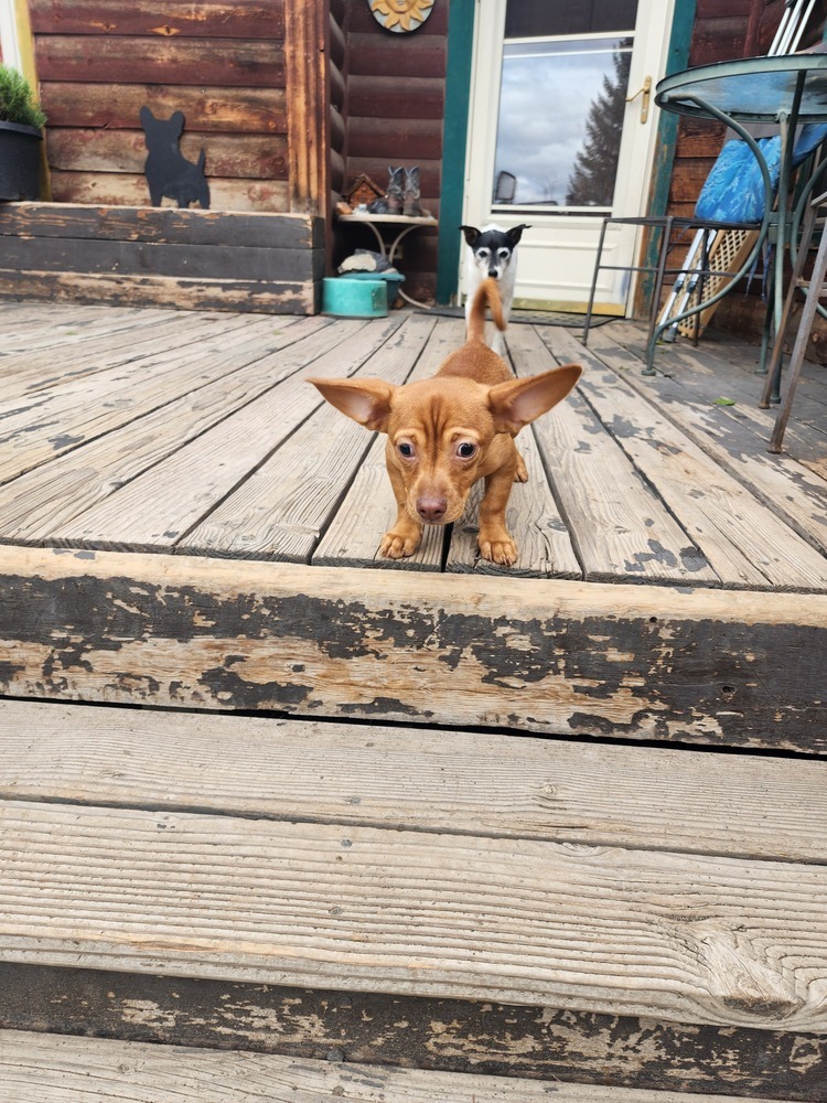 Snuggles 2, an adoptable Dachshund in Bend, OR, 97701 | Photo Image 2