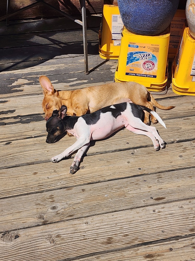 Snuggles 2