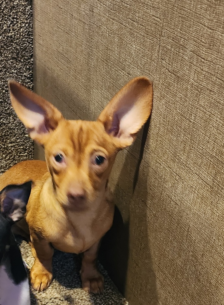 Snuggles 2, an adoptable Dachshund in Bend, OR, 97701 | Photo Image 4