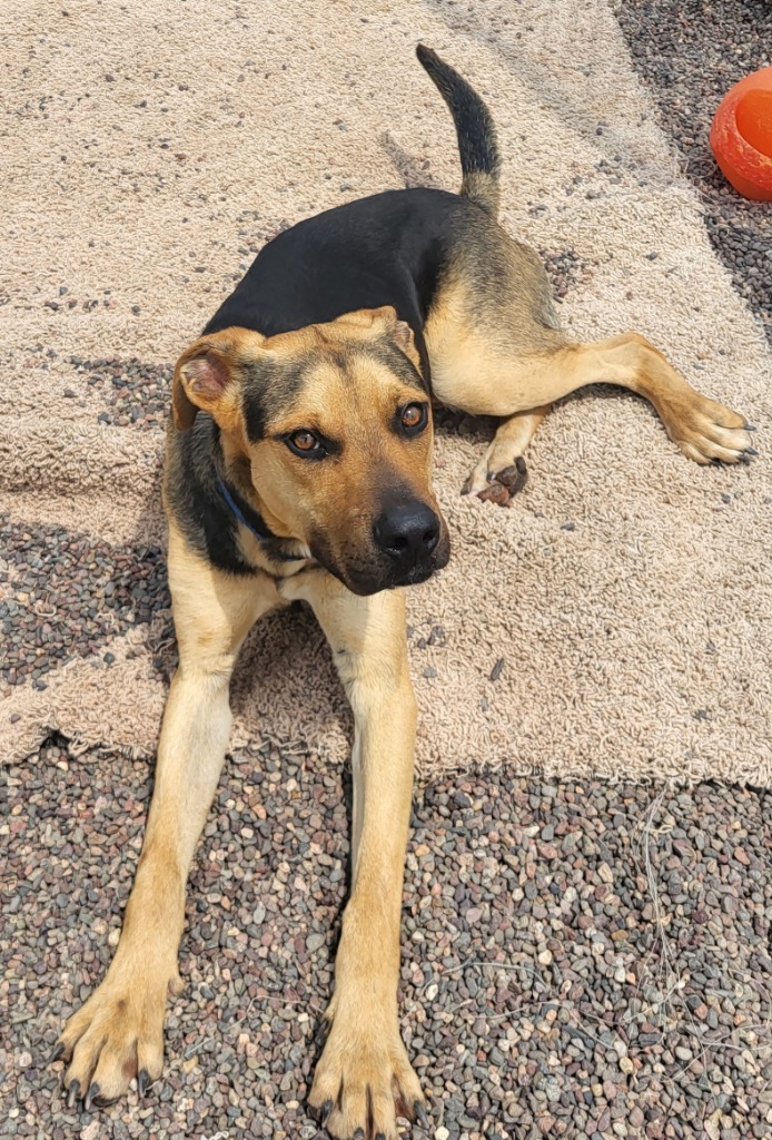 Whiskey, an adoptable Mixed Breed in Medford, WI, 54451 | Photo Image 1