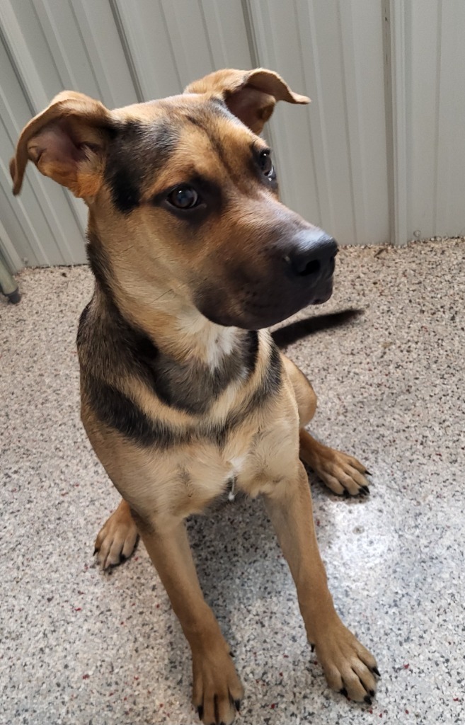 Whiskey, an adoptable Mixed Breed in Medford, WI, 54451 | Photo Image 2