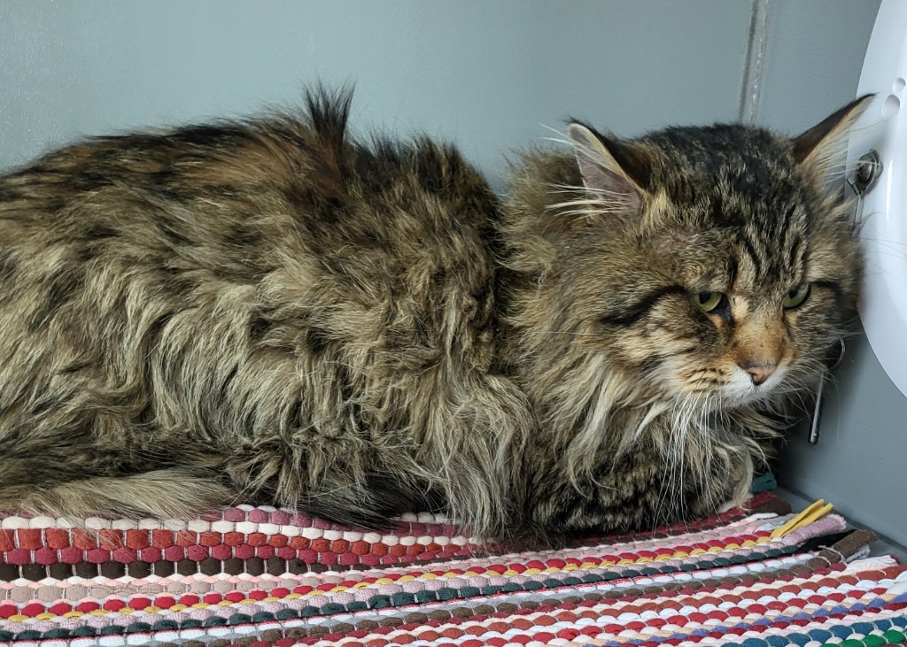 Shaggy, an adoptable Domestic Long Hair in Medford, WI, 54451 | Photo Image 1