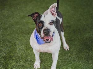 Buenos dias I am Mia Im a senior 6 year old American Bulldog and I love to give affection and