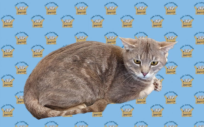 Nathaniel, an adoptable Domestic Short Hair, Tabby in Pineville, LA, 71361 | Photo Image 1