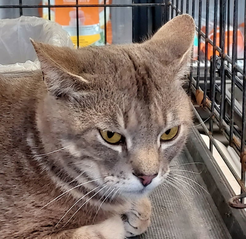 Nathaniel, an adoptable Domestic Short Hair, Tabby in Pineville, LA, 71361 | Photo Image 2