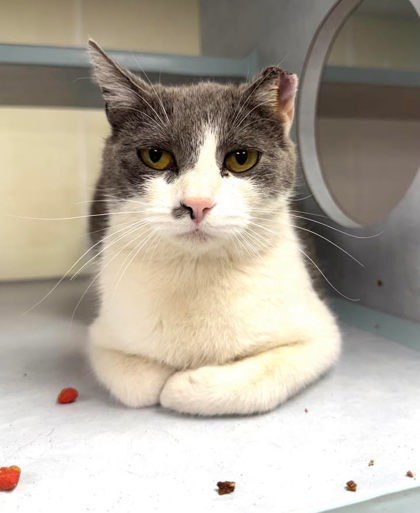 Sage, an adoptable Domestic Short Hair in Buchanan Dam, TX, 78609 | Photo Image 1