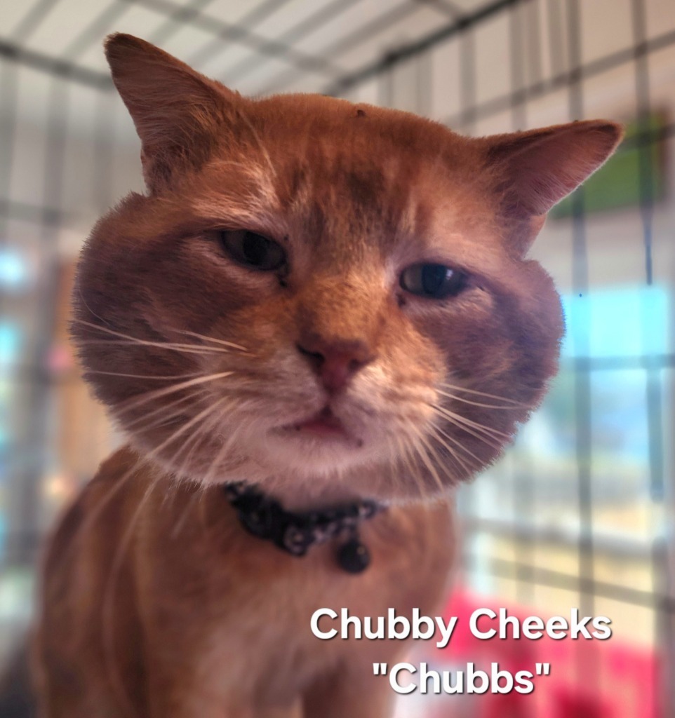 Chubby Cheeks