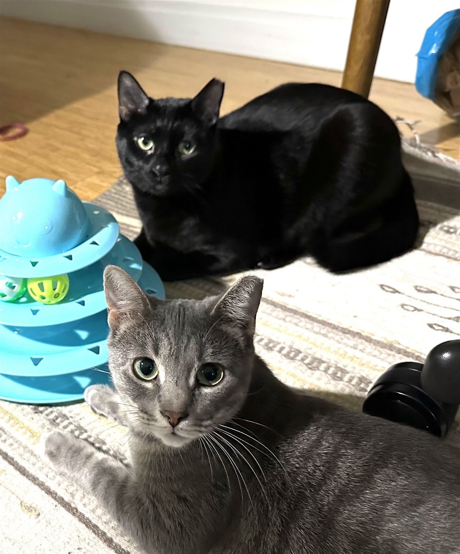 Cosmo and Luna