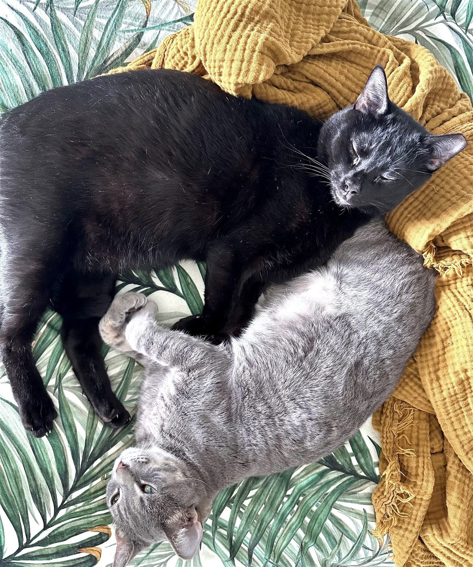 Cosmo and Luna