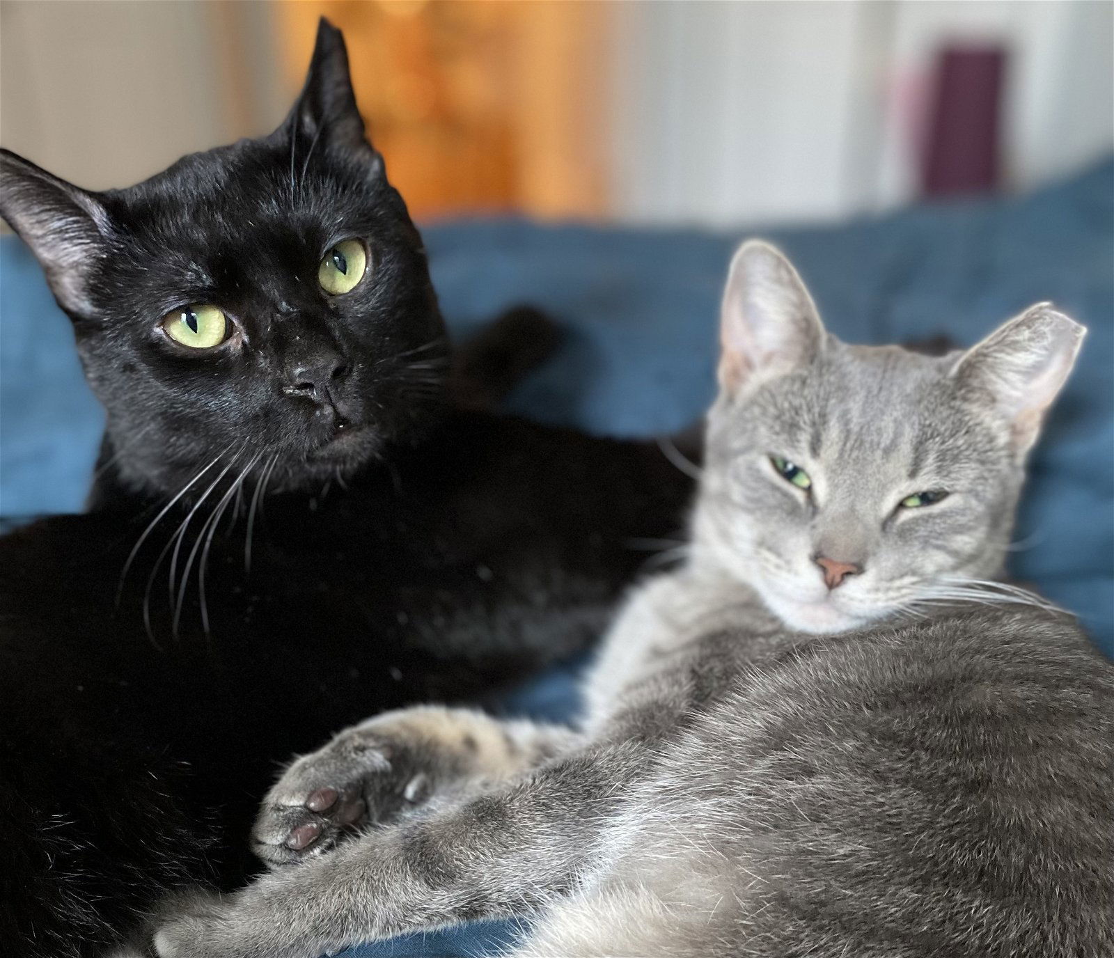 Cosmo and Luna