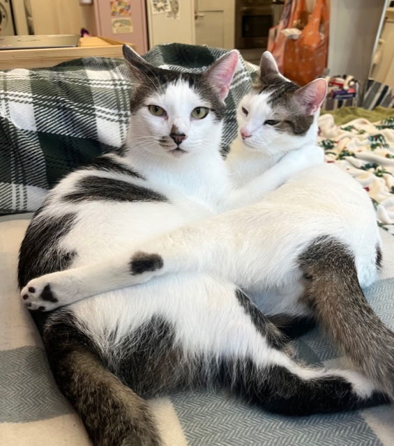 Rusty and Poe