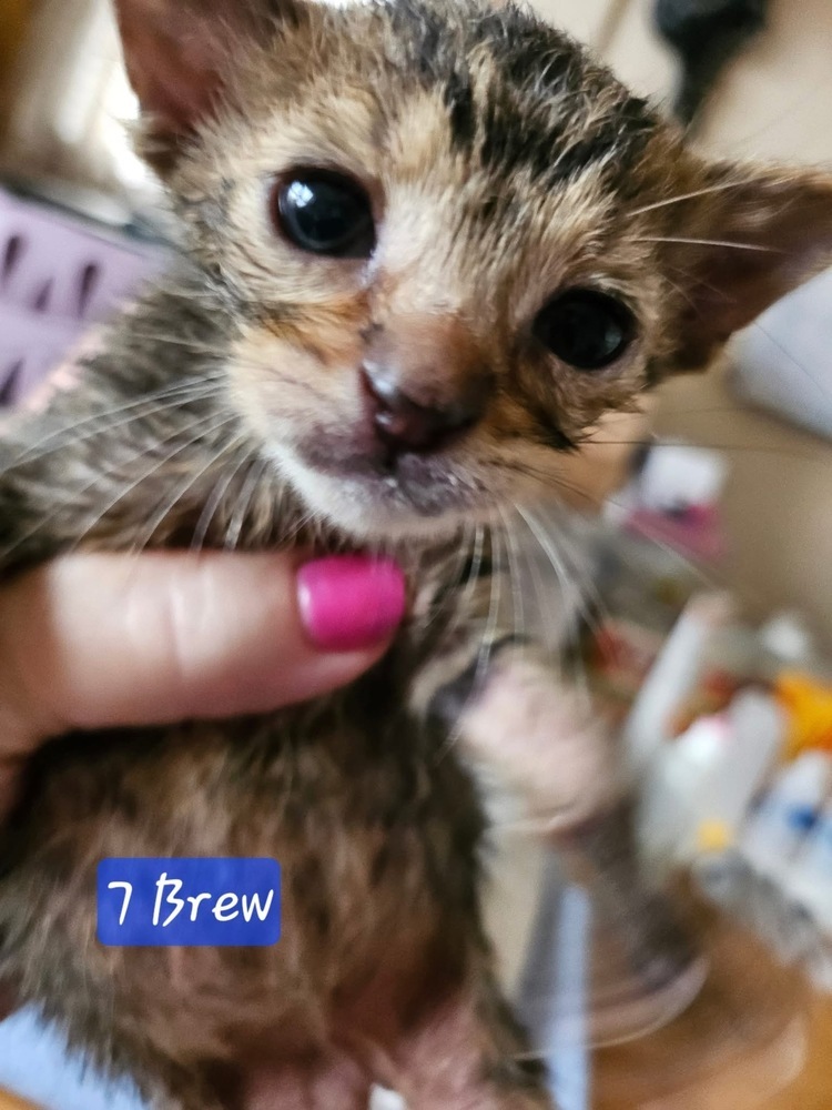 7 Brew