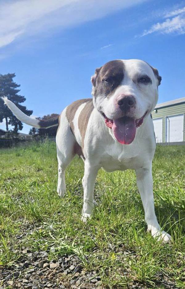 Jazzy, an adoptable Pit Bull Terrier in McMinnville, OR, 97128 | Photo Image 1