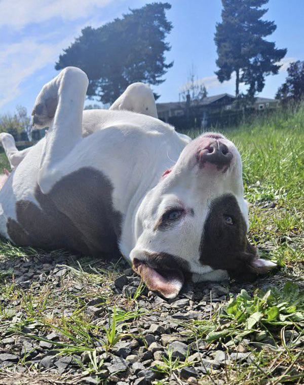 Jazzy, an adoptable Pit Bull Terrier in McMinnville, OR, 97128 | Photo Image 2