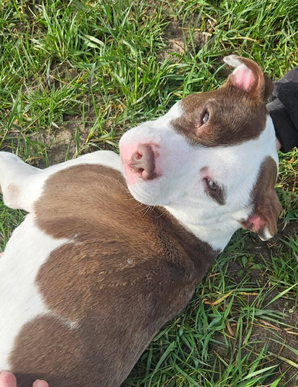 Jazzy, an adoptable Pit Bull Terrier in McMinnville, OR, 97128 | Photo Image 3