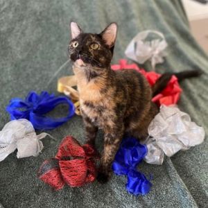 Hedy Lamar, Baby Female Domestic Short Hair