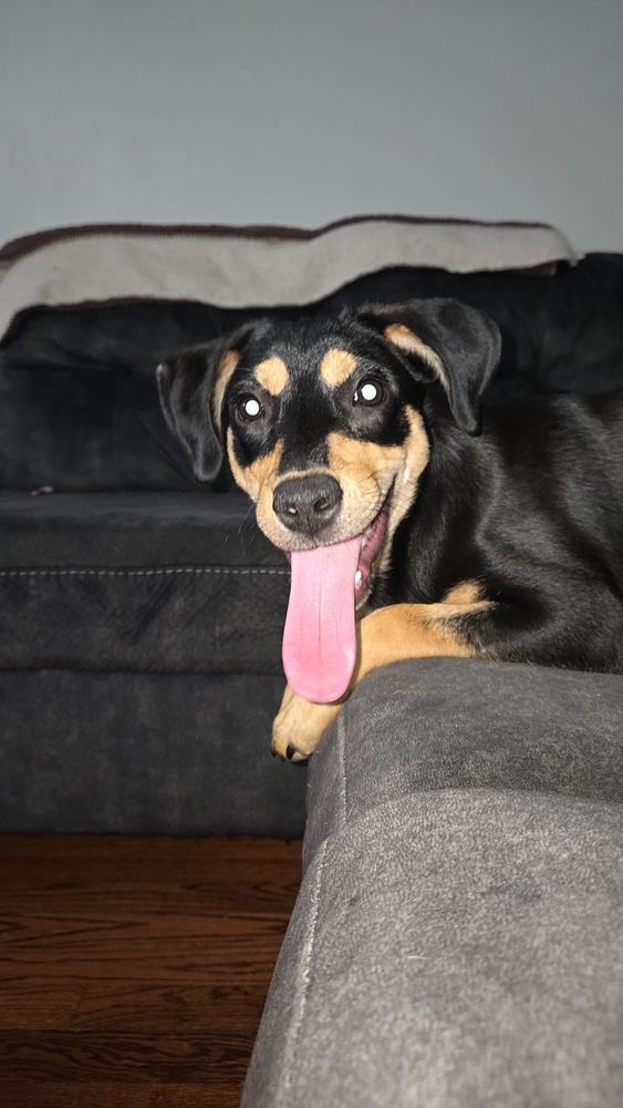 Ruby (Puppy 4)