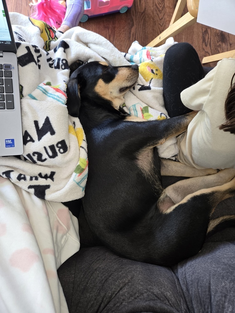 Ruby (Puppy 4)