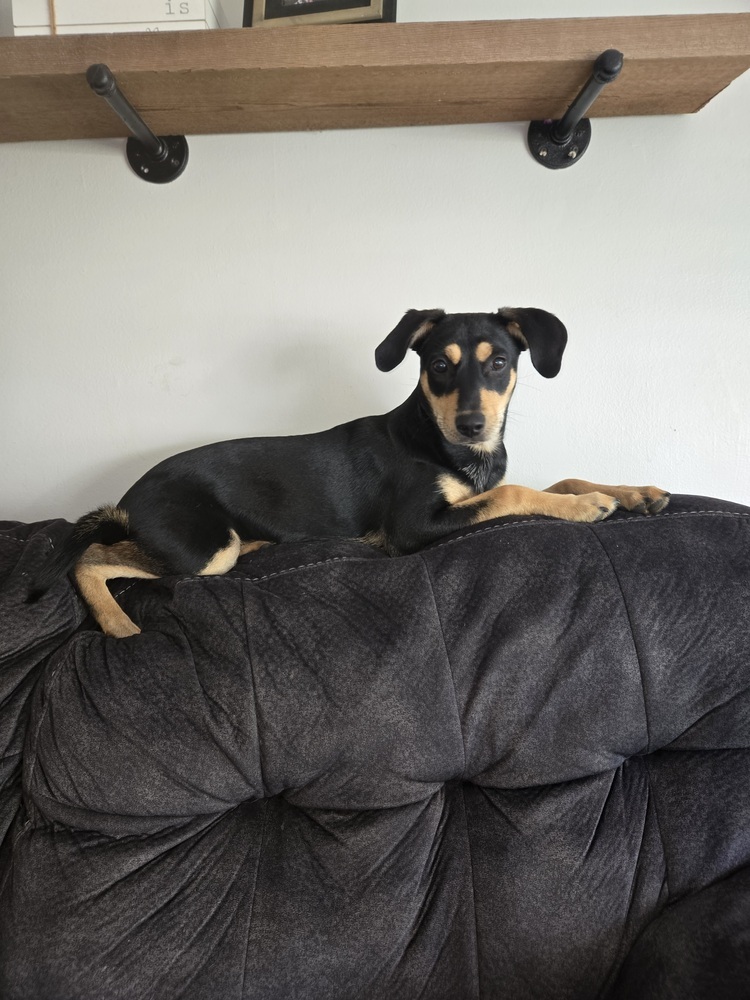 Ruby (Puppy 4)