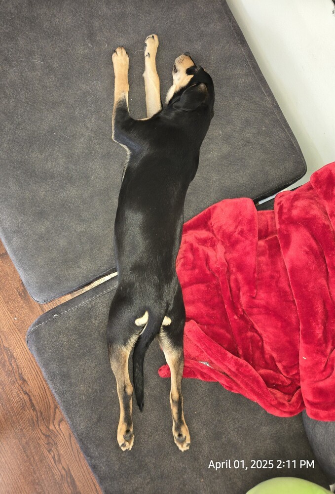Ruby (Puppy 4)