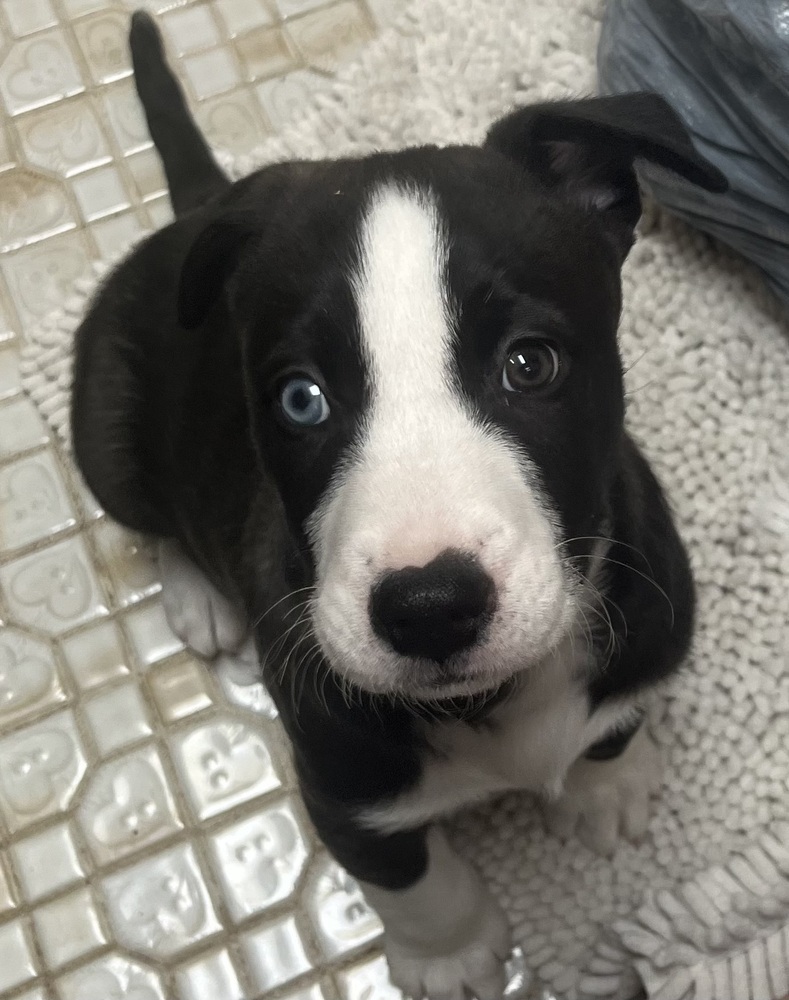 Tippy