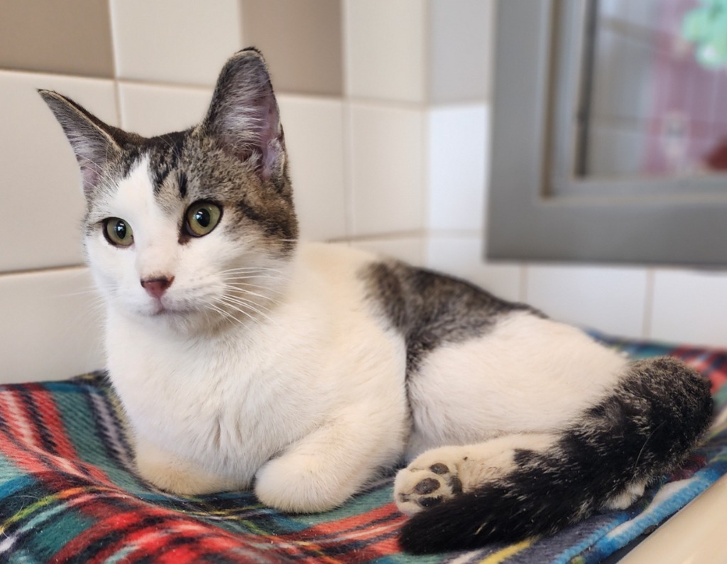 Phoenix, an adoptable Domestic Short Hair in Superior, WI, 54880 | Photo Image 1