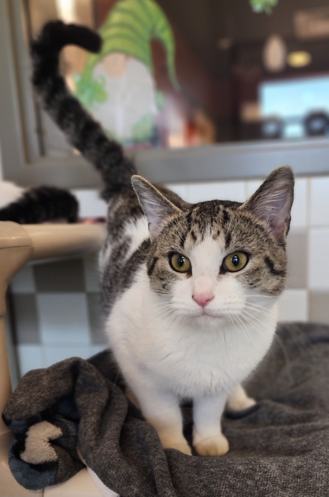 Austin, an adoptable Domestic Short Hair in Superior, WI, 54880 | Photo Image 1