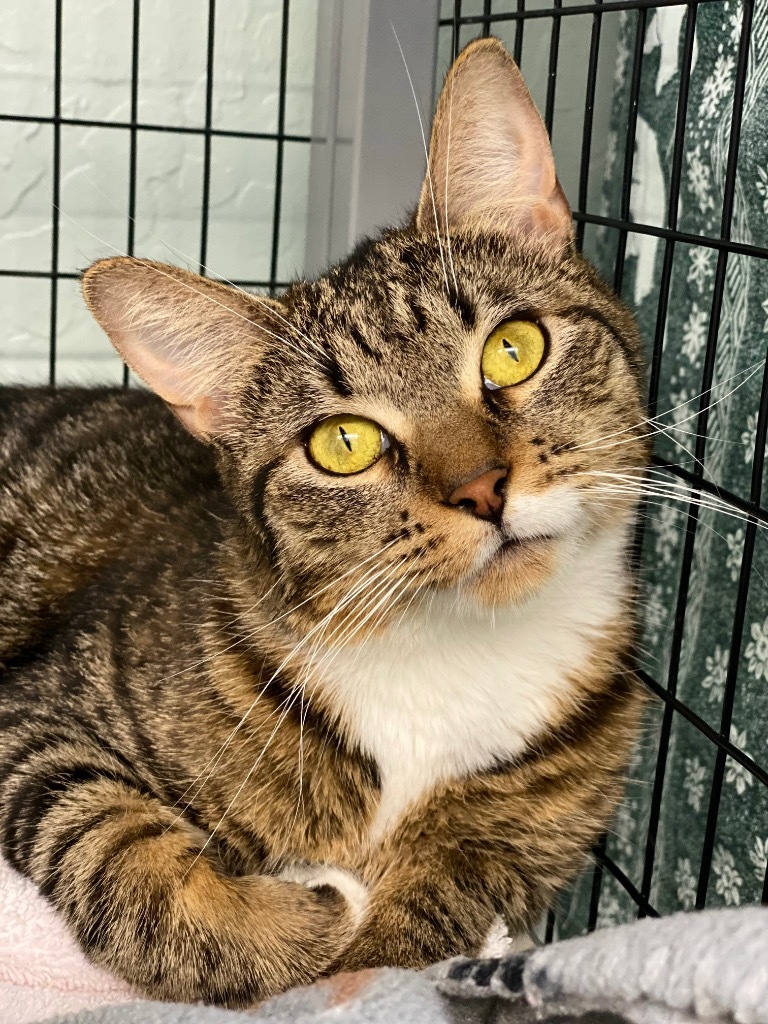 Foxy, an adoptable Domestic Short Hair in Grants Pass, OR, 97526 | Photo Image 1