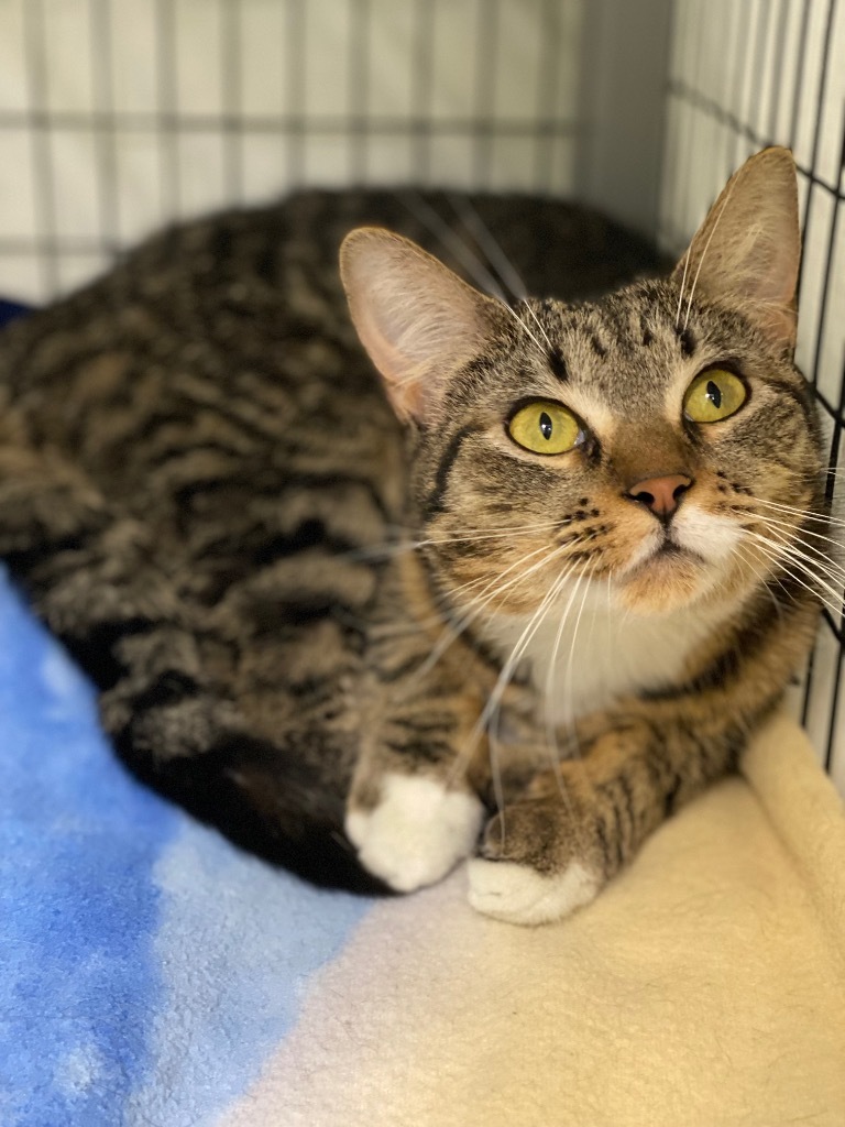 Foxy, an adoptable Domestic Short Hair in Grants Pass, OR, 97526 | Photo Image 3
