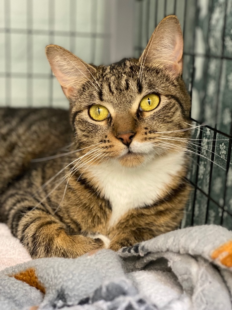 Foxy, an adoptable Domestic Short Hair in Grants Pass, OR, 97526 | Photo Image 4